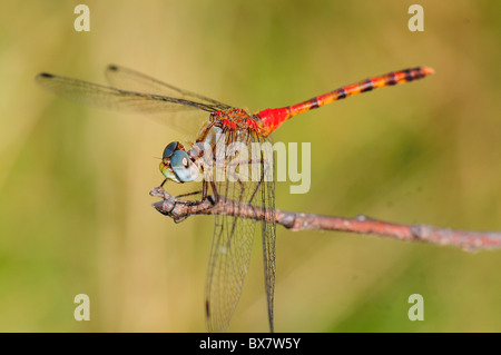 Blu-di fronte Meadowhawk, Sympetrum ambiguum Foto Stock