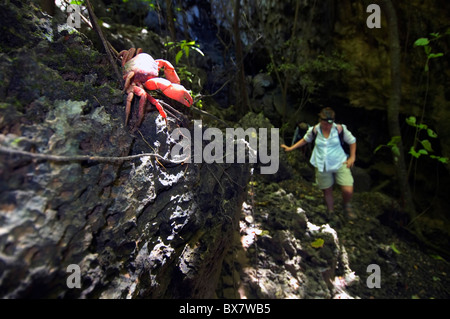 Escursionismo in Christmas Island National Park, Australia, Oceano Indiano Foto Stock