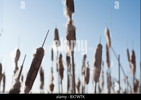 Comune di tifa (Typha latifolia), noto anche come bullrushes, d'inverno. Foto Stock