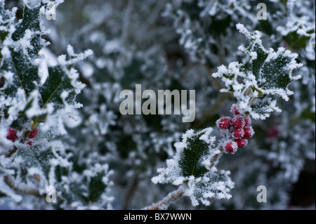 Holly foglie e bacche spolverato con trasformata per forte gradiente frost. Foto Stock