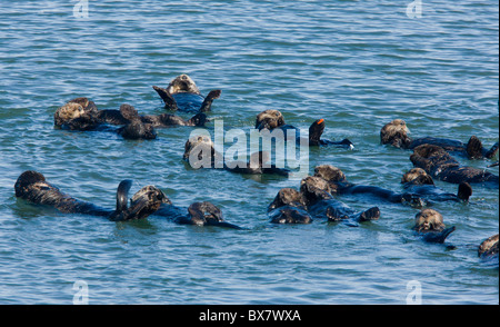 Grande gruppo di mare lontre Enhydra lutris, relax e riposo in mare al largo della costa della California del sud. Foto Stock