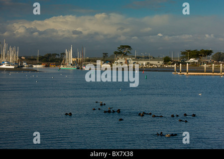 Sea Otter Enhydra lutris, la California del sud. Foto Stock