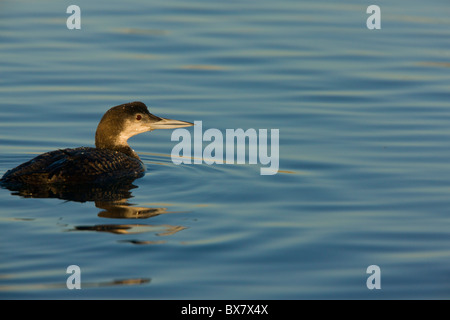 Loon comune (subacqueo) Gavia immer in inverno, alimentando in laguna costiera, California. Foto Stock