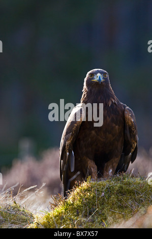 Aquila reale (Aquila chrysaetos), maschio, su heather knoll Foto Stock