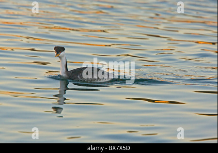 Clark svasso Aechmophorus clarkii nuoto al tramonto, inverno, California. Foto Stock