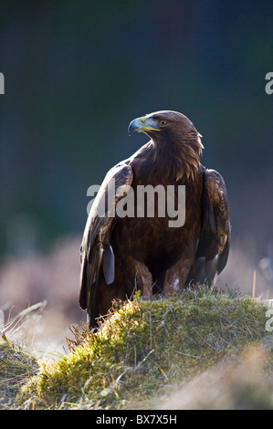 Aquila reale (Aquila chrysaetos), maschio, su heather knoll Foto Stock