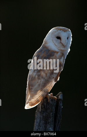 Il barbagianni (Tyto alba ssp. alba), maschio Foto Stock