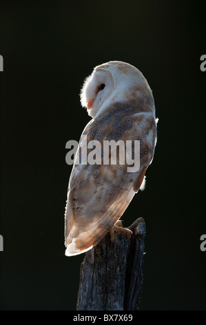 Il barbagianni (Tyto alba ssp. alba), maschio Foto Stock