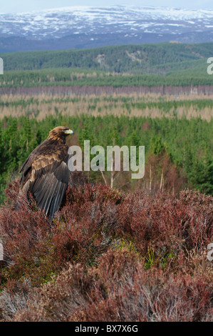 Aquila reale (Aquila chrysaetos), maschio, in località di montagna Foto Stock