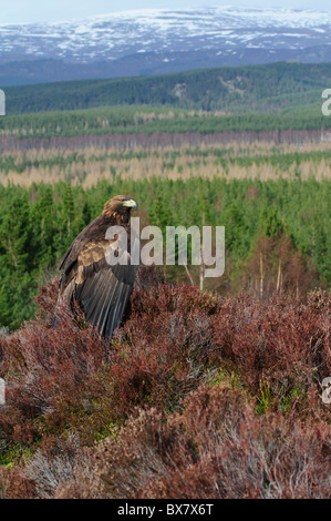 Aquila reale (Aquila chrysaetos), maschio, in località di montagna Foto Stock