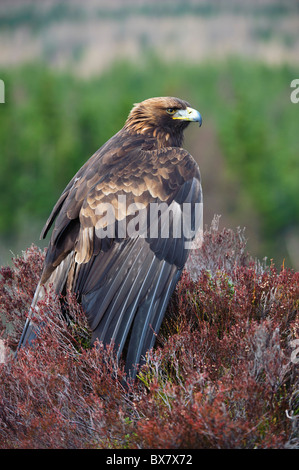 Aquila reale (Aquila chrysaetos), maschio, su heather knoll Foto Stock