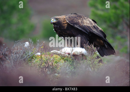 Aquila reale (Aquila chrysaetos), maschio, alimentazione sulla Lepre variabile Foto Stock