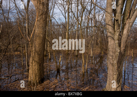 Valle bosco di pioppi neri americani Orientale (pioppo) alberi lungo il fiume Mohawk, nei pressi di Albany, nello Stato di New York. Foto Stock