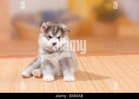 Alaskan Malamute, cucciolo, 6 settimane Foto Stock