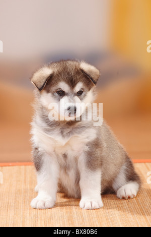 Alaskan Malamute, cucciolo, 6 settimane Foto Stock