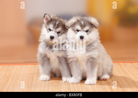 Alaskan Malamute, cuccioli, 6 settimane Foto Stock