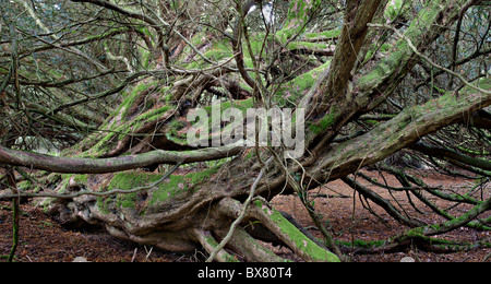 Caduto Yew Tree, Kingley Vale, West Sussex Foto Stock