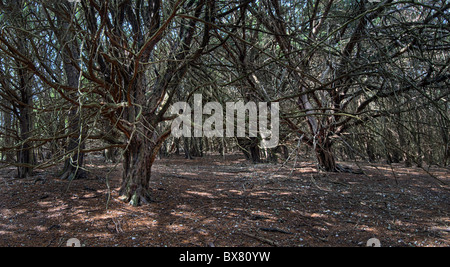 Yew alberi, Kingley Vale, West Sussex Foto Stock