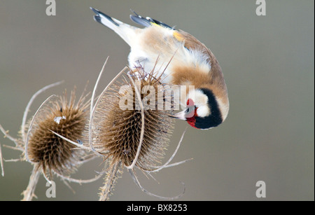 Cardellino europeo (carduelis carduelis) alimentazione sulla pianta teasel Foto Stock