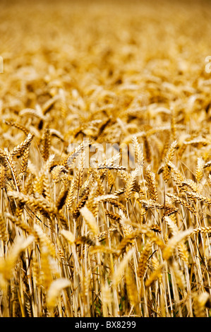 Beautiful golden inglese il grano in un campo nel sole estivo Foto Stock