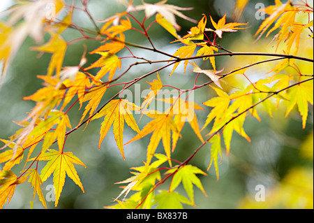 Naturalmente bella autunno retroilluminato Acer foglie di acero in un bosco in Inghilterra Foto Stock