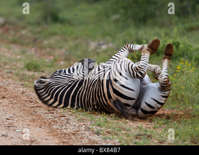 Pianure o Burchell's zebra (Equus quagga) rotolamento sul terreno Foto Stock