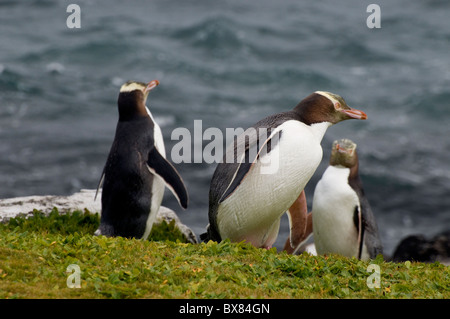 Giallo-eyed pinguini, una specie in via di estinzione allevamento su sub antartiche Enderby Island, Nuova Zelanda Foto Stock