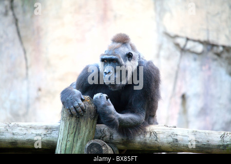 Curioso gorilla. Foto Stock