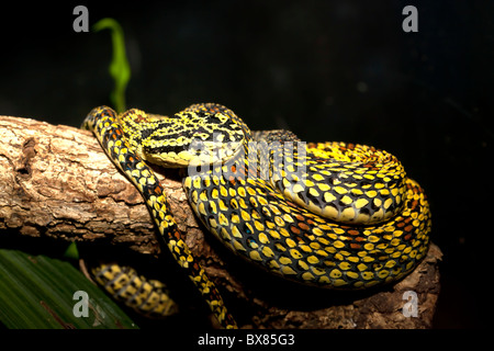 Serpente giallo. Foto Stock