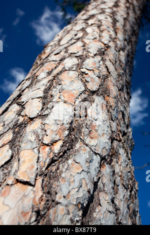 Corteccia e tronco di un pino molto vecchio isolato ( pinus sylvestris , pino scozzese , pino scotch ) , Finlandia Foto Stock
