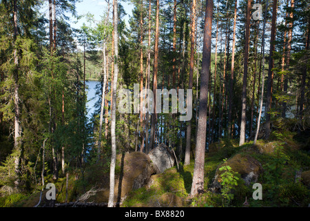 Vista sulla foresta finlandese di taiga mista con pini, abeti e betulla, Finlandia Foto Stock