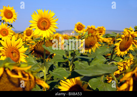 Girasoli vicino a Varna in Bulgaria Foto Stock