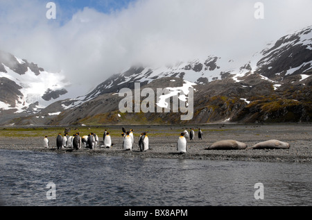 Re pinguini (Aptenodytes patagonicus) ed Elephant guarnizioni (Mirounga leonina) nella parte anteriore del mountais di destra della Baia della Balena Foto Stock