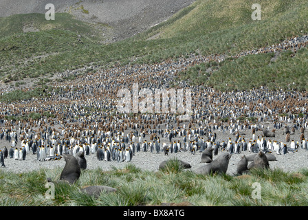 Il grande re colonia dei pinguini alla destra della Baia della Balena, Georgia del Sud Foto Stock