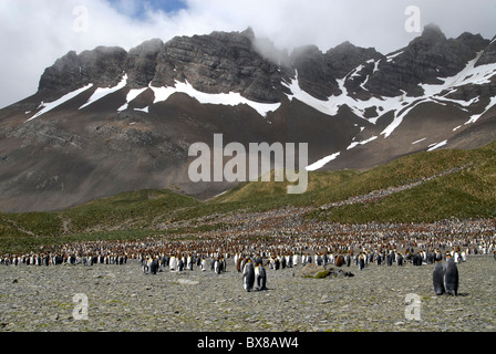 Il grande re colonia dei pinguini alla destra della Baia della Balena, Georgia del Sud Foto Stock