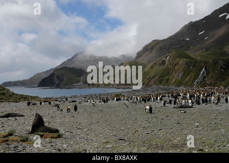 Il Re colonia di pinguini e foche a destra della Baia della Balena, Georgia del Sud Foto Stock