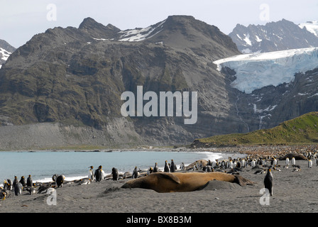 Re i pinguini e un enorme elefante maschio guarnizione, montagne e ghiacciai, oro Harbour, Georgia del Sud Foto Stock