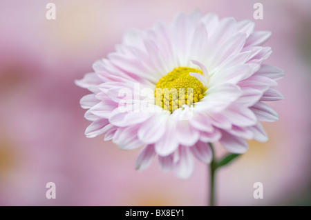 Un unico inglese Daisy Flower - Bellis perennis Foto Stock