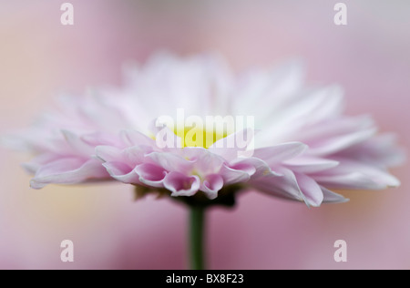Un unico inglese Daisy Flower - Bellis perennis Foto Stock
