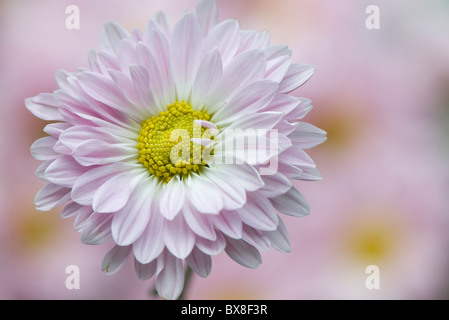 Un unico inglese Daisy Flower - Bellis perennis Foto Stock