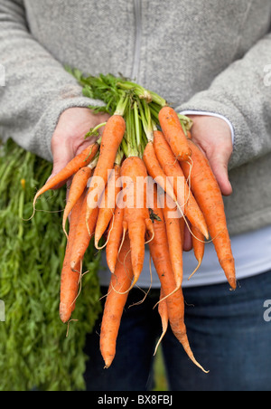 Donna che mantiene mazzetto di produzione biologica carote dal suo giardino. Foto Stock