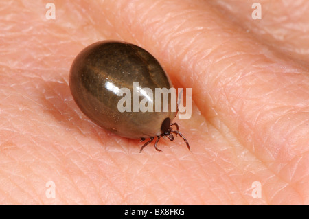 Completamente congestioni ixodes deer tick che lasciato cadere da un gatto di casa dopo l'assunzione di un pasto di sangue Foto Stock