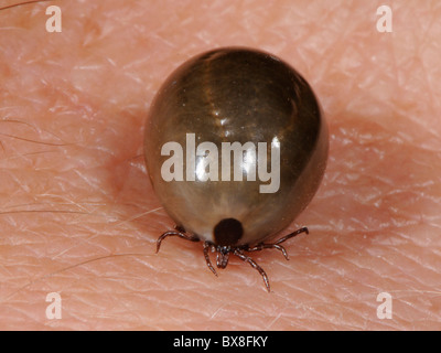 Completamente congestioni ixodes deer tick che lasciato cadere da un gatto di casa dopo l'assunzione di un pasto di sangue Foto Stock