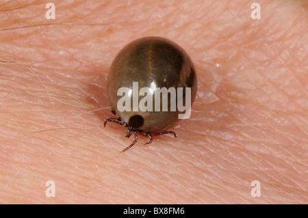 Completamente congestioni ixodes deer tick che lasciato cadere da un gatto di casa dopo l'assunzione di un pasto di sangue Foto Stock