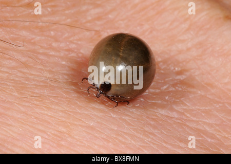 Completamente congestioni ixodes deer tick che lasciato cadere da un gatto di casa dopo l'assunzione di un pasto di sangue Foto Stock