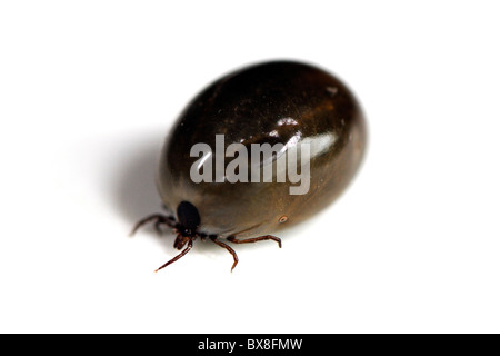 Completamente congestioni ixodes deer tick che lasciato cadere da un gatto di casa dopo l'assunzione di un pasto di sangue Foto Stock