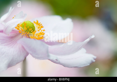 Un unico fuoco morbido rosa Anemone giapponese flower - Anemone Japonica, A. hybrida "Queen Charlotte' Foto Stock