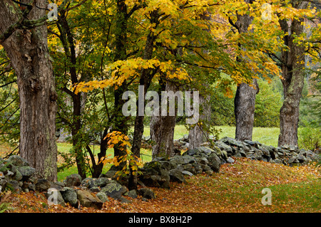 Vecchio ripartiti muro di pietra e Colore di autunno sul New England Fattoria nella contea di Windham, Vermont Foto Stock