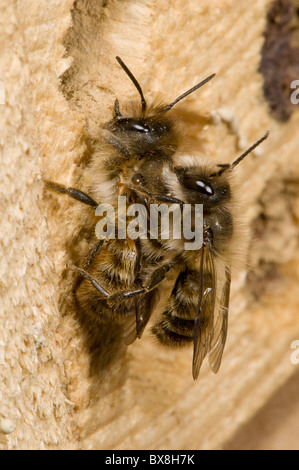 Coniugata coppia di Horn-di fronte le api (Osmia cornifrons), Corno-di fronte api coniugata Foto Stock