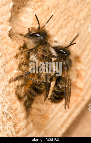 Coniugata coppia di Horn-di fronte le api (Osmia cornifrons), Corno-di fronte api coniugata Foto Stock